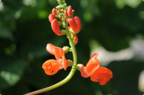 Edible Flowers Garden Tour