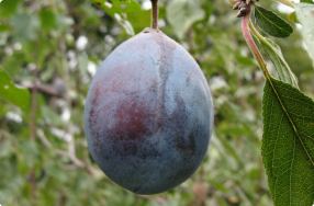 What is a Pluot?