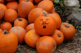 Basic Pumpkin Carving