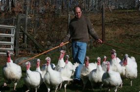 Raising Turkeys