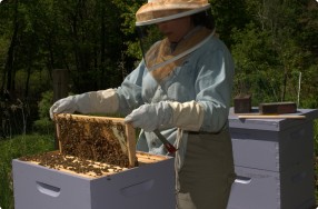 Beekeeping 101