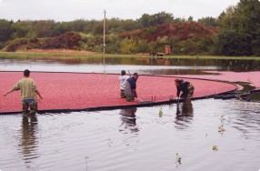 Harvesting Cranberries