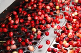 Receiving & Sorting Cranberries