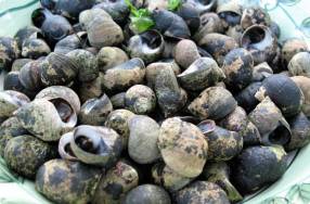 Periwinkles