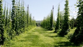 Growing & Harvesting Hops