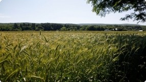 Whole Grain Farm Tour