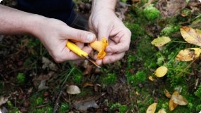 Mushroom Foraging