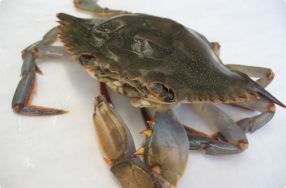 Cleaning a Soft Shell Crab