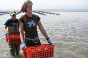 Island Creek Oysters Farm Tour