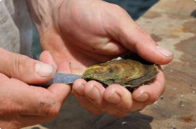 Skip Shucks an Oyster