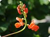 Edible Flowers Garden Tour