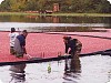 Harvesting Cranberries