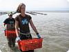 Island Creek Oysters Farm Tour